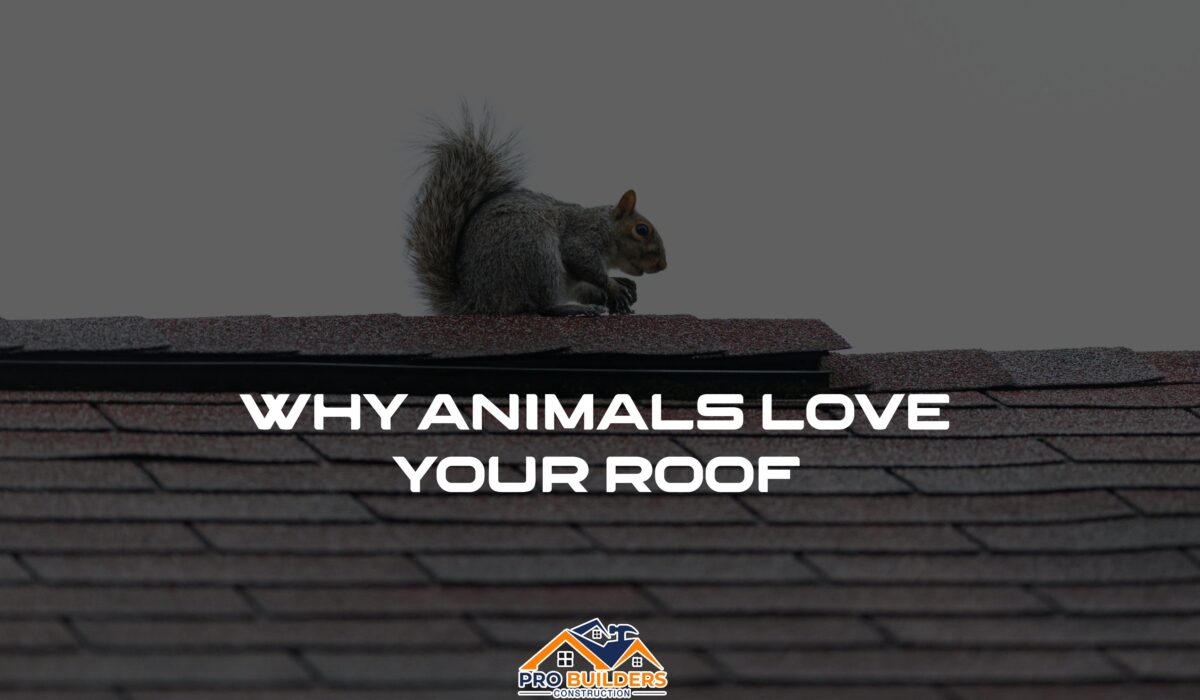 Gray squirrel sitting on the ridge of an asphalt shingle roof, with the headline "Why Animals Love Your Roof" and the Pro Builders Construction logo