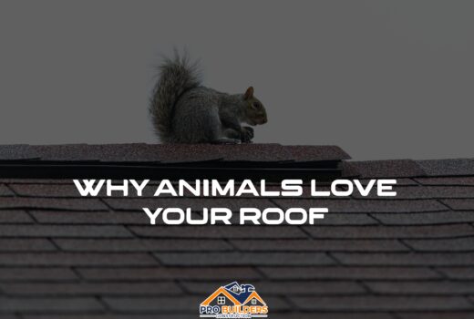 Gray squirrel sitting on the ridge of an asphalt shingle roof, with the headline "Why Animals Love Your Roof" and the Pro Builders Construction logo